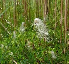 Attēlu rezultāti vaicājumam “Trichophorum alpinum”