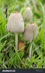 Attēlu rezultāti vaicājumam “Coprinus atramentarius”