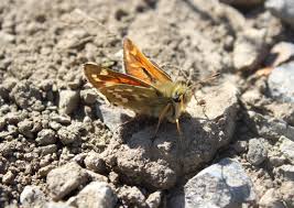 Attēlu rezultāti vaicājumam “Hesperia comma underside”