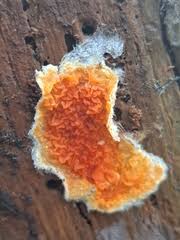 Attēlu rezultāti vaicājumam “Leucogyrophana mollusca”