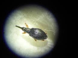 Attēlu rezultāti vaicājumam “Protapion sp.”