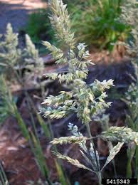 Attēlu rezultāti vaicājumam “Holcus lanatus”