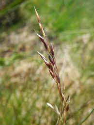 Attēlu rezultāti vaicājumam “Molinia caerulea leaf”
