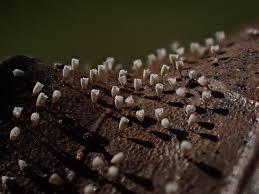 Attēlu rezultāti vaicājumam “Lignydium muscorum macro”