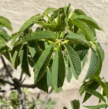 Attēlu rezultāti vaicājumam “Aesculus”