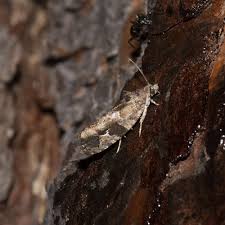 Attēlu rezultāti vaicājumam “Eudemis porphyrana”