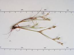 Attēlu rezultāti vaicājumam “Juncus bufonius fruit”