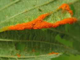 Attēlu rezultāti vaicājumam “Triphragmium ulmariae”