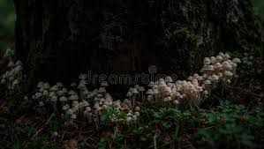 Attēlu rezultāti vaicājumam “Mycena filopes”