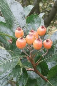 Attēlu rezultāti vaicājumam “Crataegus persimilis”