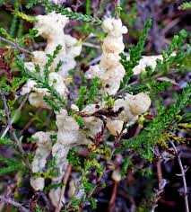 Attēlu rezultāti vaicājumam “Diderma subviridifuscum spores”