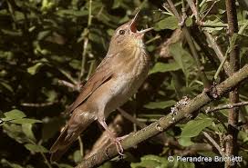 Image result for Locustella fluviatilis