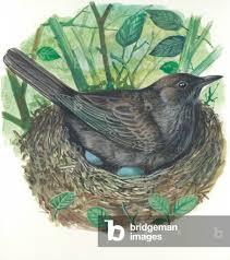 Attēlu rezultāti vaicājumam “Turdus merula eggs”