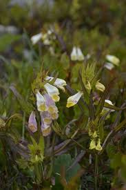 Attēlu rezultāti vaicājumam “Melampyrum pratense leaf”