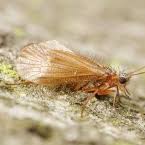 Attēlu rezultāti vaicājumam “Chaetopteryx villosa”