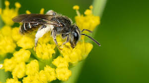 Attēlu rezultāti vaicājumam “Andrena”