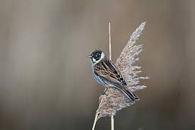 Attēlu rezultāti vaicājumam “Emberiza schoeniclus male”