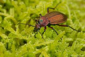 Attēlu rezultāti vaicājumam “Carabus arcensis”