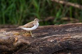 Attēlu rezultāti vaicājumam “Actitis hypoleucos adult”