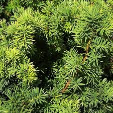 Attēlu rezultāti vaicājumam “Taxus”