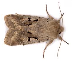 Attēlu rezultāti vaicājumam “Orthosia miniosa larva”