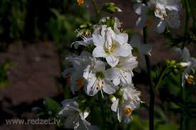 Image result for Polemonium coeruleum album
