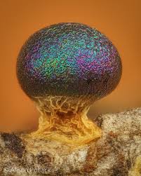 Attēlu rezultāti vaicājumam “Diderma tigrinum stalked”