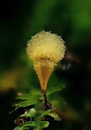 Attēlu rezultāti vaicājumam “Hemitrichia calyculata stalked”