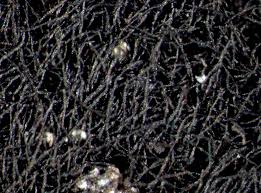 Attēlu rezultāti vaicājumam “Cystocoleus ebeneus”