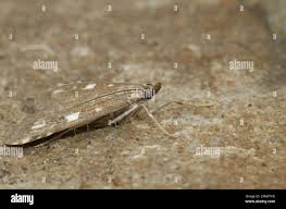 Attēlu rezultāti vaicājumam “Udea olivalis”