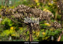Attēlu rezultāti vaicājumam “Heracleum sosnowskyi flower”
