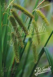 Attēlu rezultāti vaicājumam “Carex pseudocyperus”