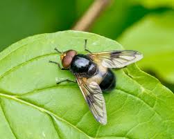 Attēlu rezultāti vaicājumam “Volucella pellucens”