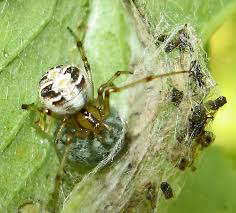 Attēlu rezultāti vaicājumam “Phylloneta cocoon”