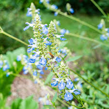 Attēlu rezultāti vaicājumam “Viola uliginosa flower”