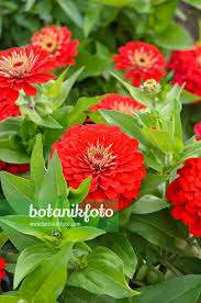 Image result for Zinnia violacea