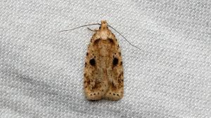 Attēlu rezultāti vaicājumam “Depressariidae”