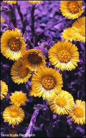 Attēlu rezultāti vaicājumam “Tussilago farfara flower”