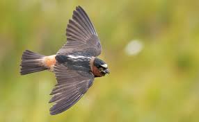 Image result for Petrochelidon pyrrhonota