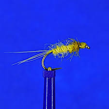 Attēlu rezultāti vaicājumam “Heptagenia sulphurea female”