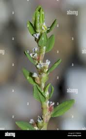 Attēlu rezultāti vaicājumam “Polygonum arenastrum flower”