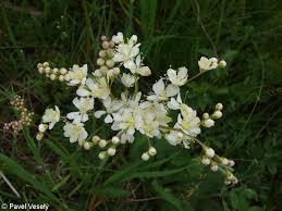 Image result for Filipendula vulgaris