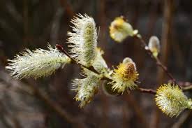 Attēlu rezultāti vaicājumam “Salix x doniana flower”