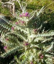 Attēlu rezultāti vaicājumam “Cirsium acaule flower”