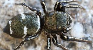 Attēlu rezultāti vaicājumam “Heliophanus sp.”