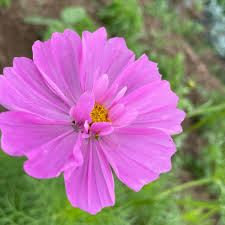 Image result for Cosmos bipinnatus `Double Click`