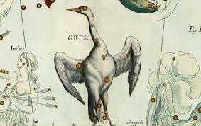 Attēlu rezultāti vaicājumam “Grus grus”