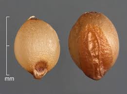 Attēlu rezultāti vaicājumam “Echinochloa crus-galli fruit”
