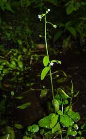 Attēlu rezultāti vaicājumam “Myosotis laxa subsp. baltica”
