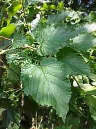 Attēlu rezultāti vaicājumam “Acer tataricum”